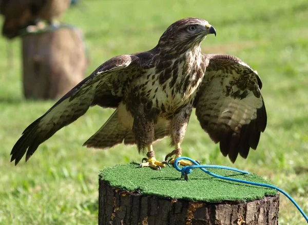 Vue Panoramique Sur Majestueux Prédateur Buzzard — Photo