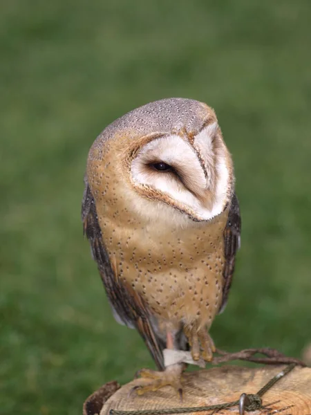 Schuur Uil Lichte Veren — Stockfoto