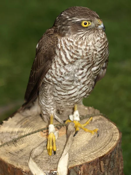 Aussichtsreiche Aussicht Auf Schöne Vögel Der Natur — Stockfoto