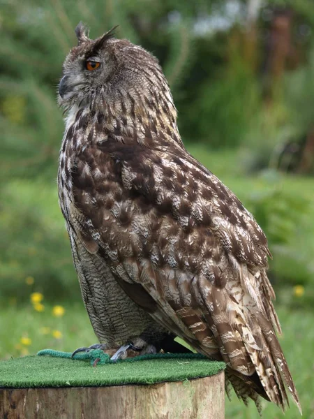 closeup view of eagle owl at wild nature