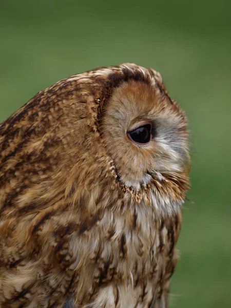 Nahaufnahme Einer Niedlichen Eule Wilder Natur — Stockfoto