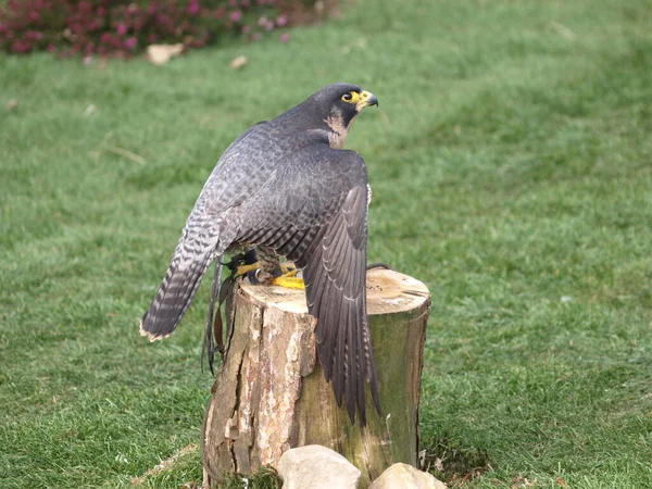 Scenic View Beautiful Peregrine Falcon Nature — Stock Photo, Image