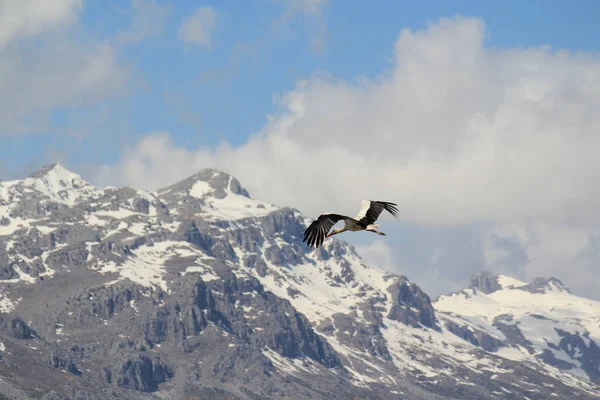 Schilderachtig Uitzicht Prachtige Ooievaar Vogel Natuur — Stockfoto