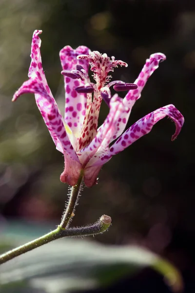 Kurbağa Zambağı Çiçeği — Stok fotoğraf