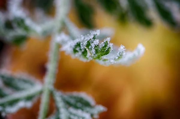 Морозный Седой Мороз Покрывает Растения Саду — стоковое фото