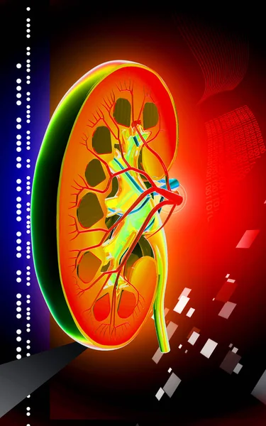 Цифрова Ілюстрація Нирки Кольоровому Фоні — стокове фото