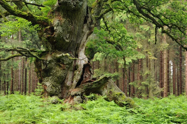 Зеленая Флора Папоротника Листья Лесных Растений — стоковое фото