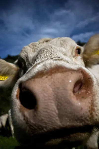 Ganado Doméstico Pasto — Foto de Stock