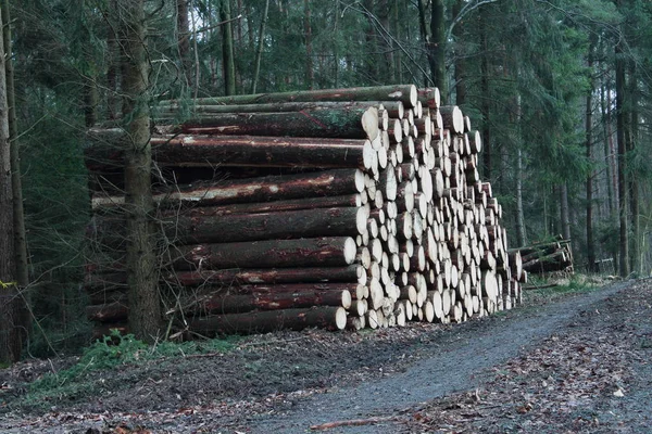 Holz Stämme Baumstamm — Stockfoto