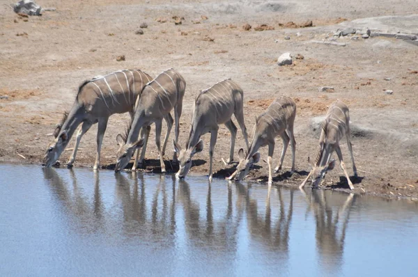 Група Слонів Воді — стокове фото