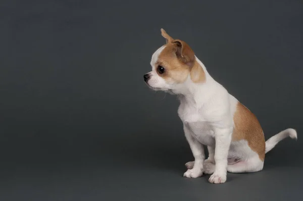 Pequeño Perro Genealógico Chihuahua — Foto de Stock