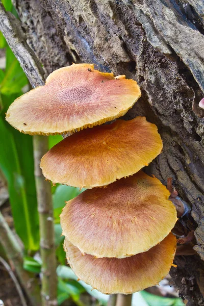 Champignons Poussant Sur Arbre Vivant Dans Forêt — Photo