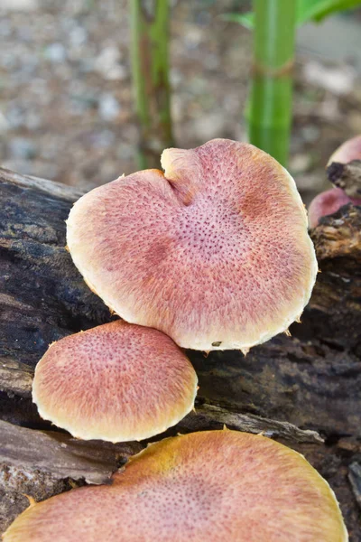 蘑菇生长在森林里的活树上 — 图库照片