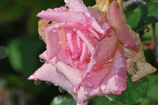 Schöne Botanische Aufnahme Natürliche Tapete — Stockfoto