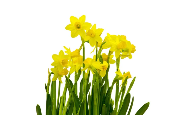 Žluté Narcisy Izolovaných Bílém — Stock fotografie