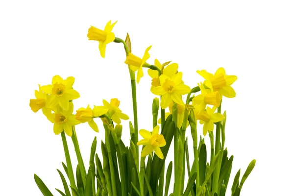 Yellow Daffodils Isolated White — Stock Photo, Image