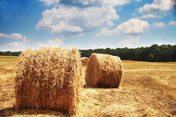 Rollen Hooi Een Veld — Stockfoto