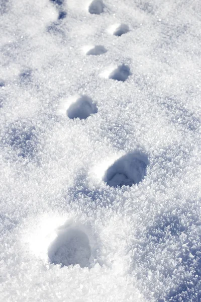 Следы Снегу — стоковое фото