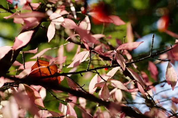 Осенние Листья Ветвях Деревьев Осенний Сезон Флоры — стоковое фото