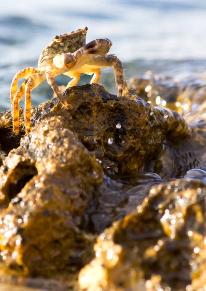 Krab Přímořském Pozadí — Stock fotografie