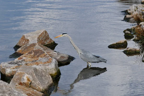 Vue Bel Oiseau Nature — Photo