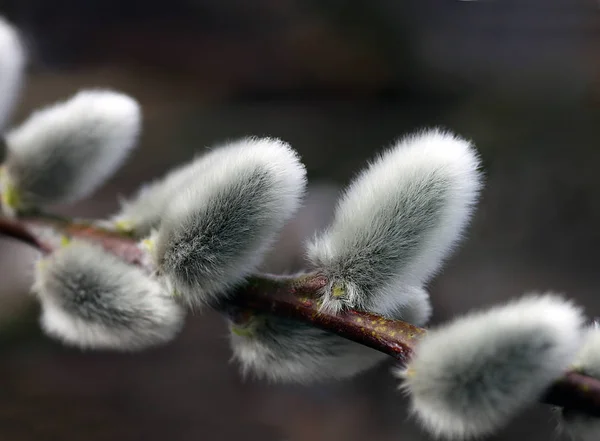 Pussy Willow Spring Catkin — Φωτογραφία Αρχείου