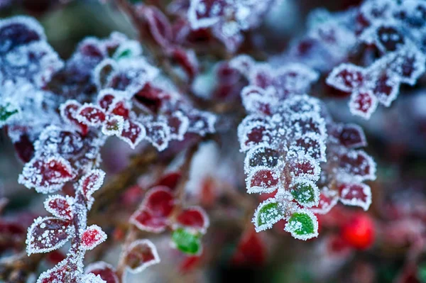 Frosty Hoarfrost Покрывает Растения Саду — стоковое фото