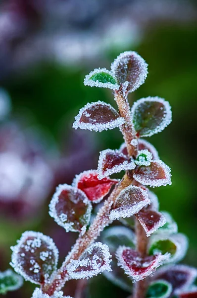 Frostig Hoar Frost Täcker Växterna Trädgården — Stockfoto