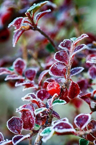 Frostig Hoar Frost Täcker Växterna Trädgården — Stockfoto