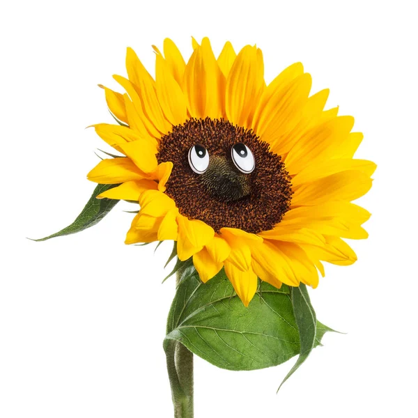 stock image Happy face of sunflower with eyes, leaves and stem on white background