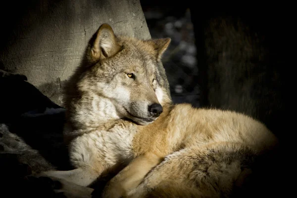 Vista Panorámica Del Lobo Salvaje Naturaleza — Foto de Stock