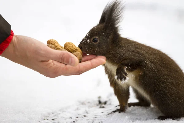 Alimentando Una Ardilla Con Nueces — Foto de Stock