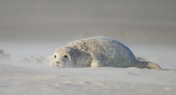 Seal Pup Sandstorm — Stock Photo, Image
