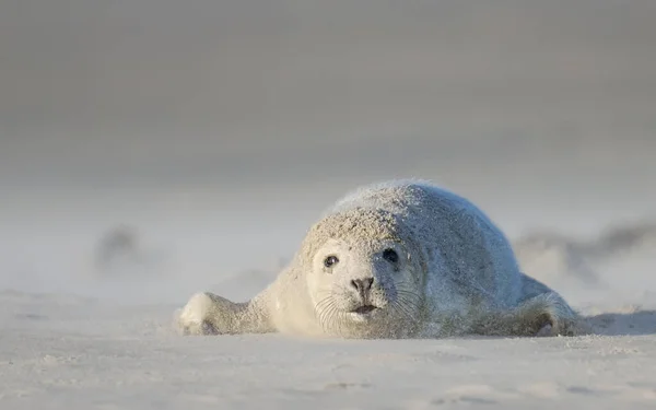 沙尘暴中的小海豹 — 图库照片