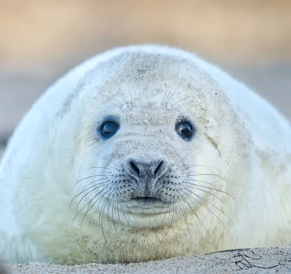 Young Animals Selective Focus — Stock Photo, Image