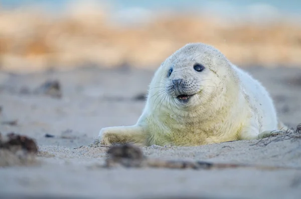 Young Animals Selective Focus — Stock Photo, Image