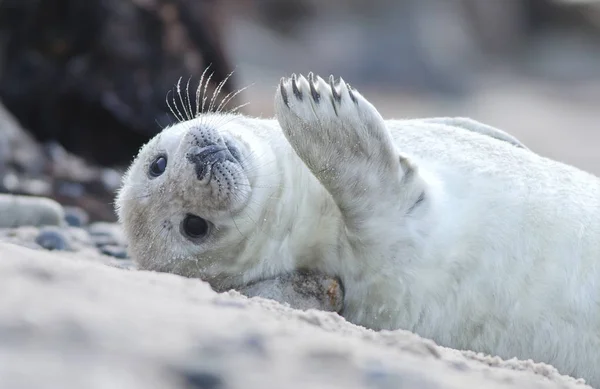 Young Animals Selective Focus — Stock Photo, Image