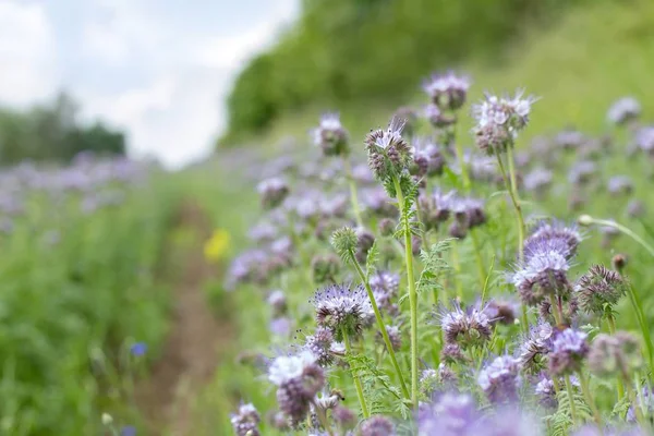 Piękne Botaniczne Ujęcie Naturalna Tapeta — Zdjęcie stockowe