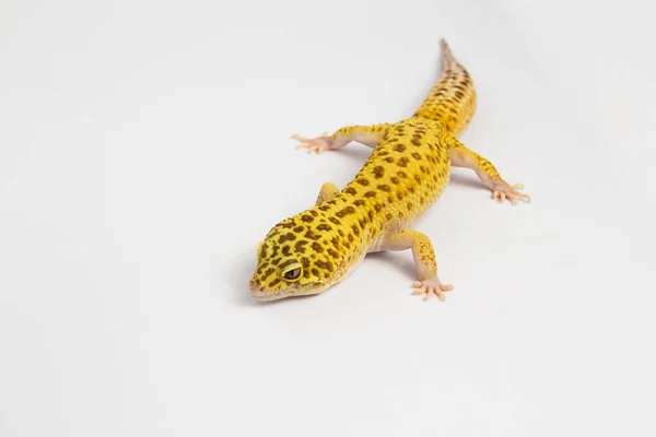 Lézard Reptile Gecko Animal Tropical — Photo