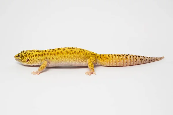 Gecko Reptilienechse Tropisches Tier — Stockfoto