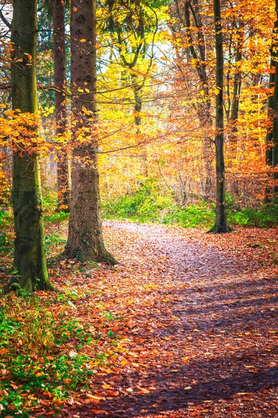 Herfst Bos Bladeren Herfst Seizoen Flora — Stockfoto