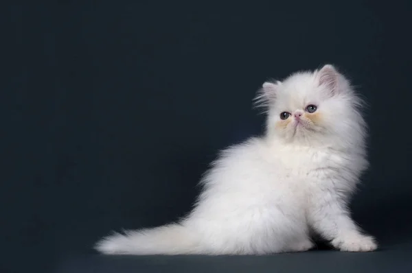 Perská Kočka Plemeno Ležící Šedém Pozadí Hledat Vlevo Prostorem Pro — Stock fotografie