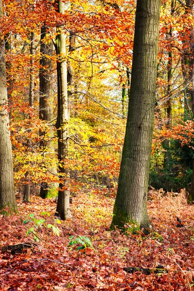 Jesienne Liście Leśne Jesienna Flora — Zdjęcie stockowe