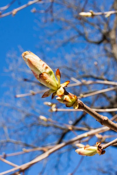 Fermer Bourgeon Châtaignier Début Printemps — Photo