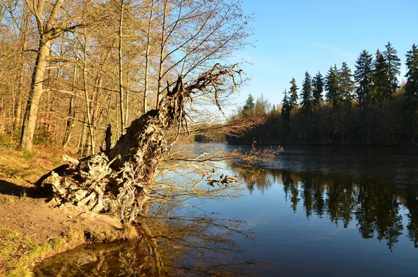 Sole Invernale Dicembre Lago Degli Orsi Vicino Stoccarda — Foto Stock