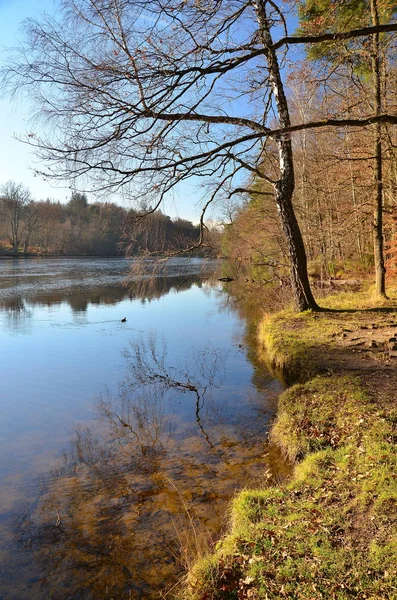 Zimní Slunce Prosinci Jezera Medvědů Stuttgartu — Stock fotografie