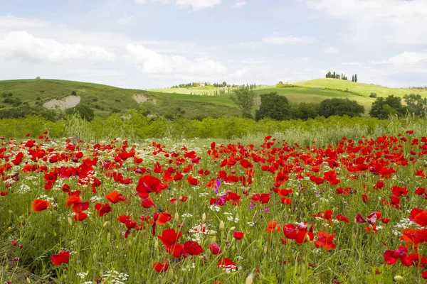 Våren Toscana Landskap Med Vallmo — Stockfoto