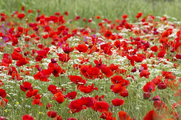 Hermosas Flores Amapolas Fondo — Foto de Stock