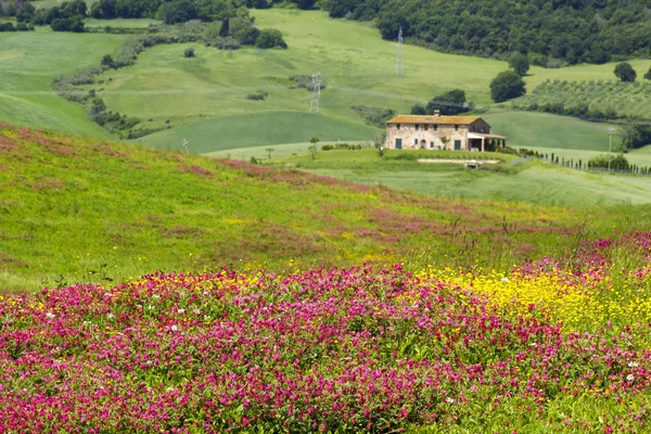 Toscana Paisaje Con Flores Primavera — Foto de Stock