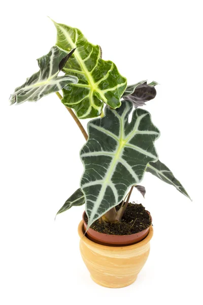 stock image Alocasia. Isolated flower in pot.